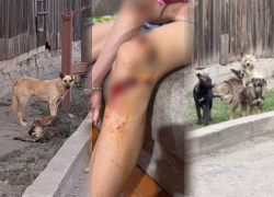  Стая из 23 собак едва не загрызла мальчика в Макеевке: подробности