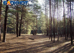 142 миллиона рублей выделено на поддержку лесного хозяйства в ДНР и других новых регионах РФ
