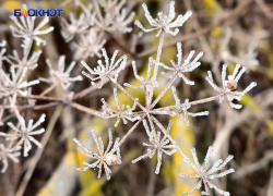 Первые заморозки в ДНР ожидаются в последнюю неделю сентября