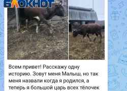 К новогоднему столу: в донецких пабликах бычок Малыш продает сам себя ради сережек хозяйке
