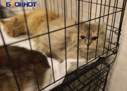 Волонтеры бесплатно стерилизуют и вакцинируют питомцев эвакуированных жителей ДНР