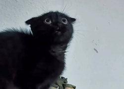 Бойцы ВС РФ показали единственную девочку в отряде, правда с хвостом 