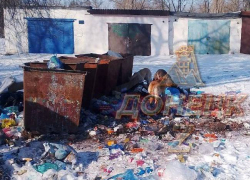 Помойка кормит стаю бродячих собак в центре жилого квартала в Макеевке 