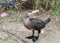 Бойкий птенец краснокнижного баклана потерялся на мариупольском побережье