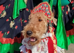Эрдельтерьеры в костюмах "Матушка Россия" из Донецка победили на выставке собак в Луганске