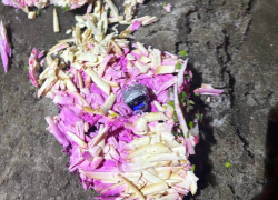 Мариупольцы умудрились «порезать» наркотики в овощной салат, но их нашли