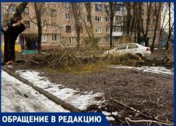 Бардак во дворах Горловки: жительница показала, сколько сломанных веток и деревьев на улицах 
