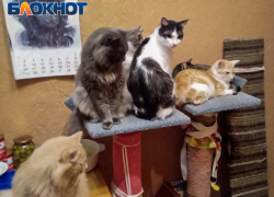 В Донецке спасённые котики от голодной смерти нуждаются в помощи 