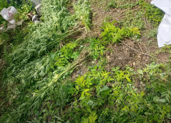 Двое жителей Горловки попались на выращивании  конопли во дворе дома