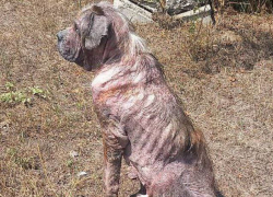 Истощенного и лысого сенбернара спасли волонтеры из Донецка