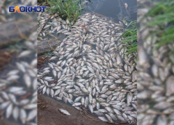 Массовый мор рыбы в Тепличном пруду Донецка произошел из-за сброса канализации: возбуждено уголовное дело 