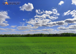 В полях Донбасса исчезли мыши