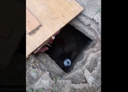 Собак могут заживо замуровать в трёхметровой яме в Донецке