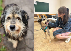 Выброшенный в разгар бомбежек в центре Донецка пес Блэк нашел спасение и дом