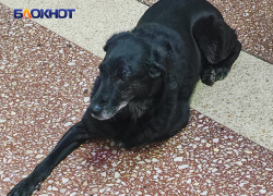 Пушистый «охранник» живёт в донецкой гимназии №6 и заходит на уроки