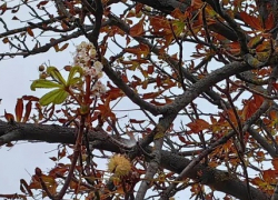 В октябре в ДНР зацвели каштаны