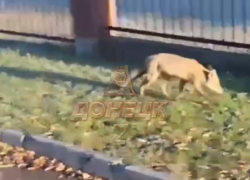 Дикая лиса вышла на оживленную улицу в Макеевке