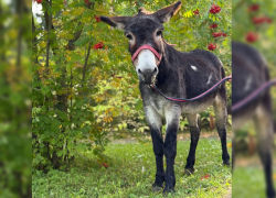 Перевозивший снаряды на Донбассе ослик Жорик переехал к Деду Морозу