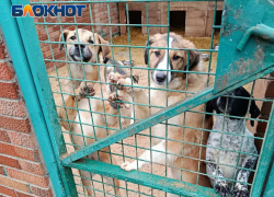 «Ледяная вода и щели в будках»: директор донецкого приюта «Животные в городе» ответил на обвинения в соцсетях