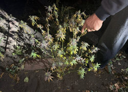 Незаконное растениеводство: дончанин выращивал возле дома коноплю