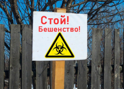 Карантин по бешенству объявлен в частных подворьях в Макеевке и Моспино