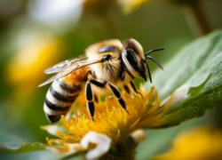Пчела – всему голова: полосатые трудяги в ДНР приносят не только сладкий мед
