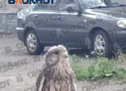 Соколёнок с Набережной в Донецке умер