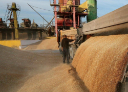 Поздние зерновые культуры начали собирать в ДНР: уже собрано 795 тонн урожая