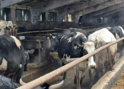 Уволен руководитель фермы с утопающими в навозе коровами и сеном с плесенью в ДНР