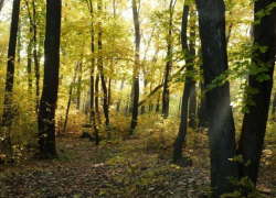 «Зеленое сердце» Донбасса: как был создан Великоанадольский лес