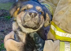 В Макеевке спасатели вызволили щенка из-под бетонной плиты