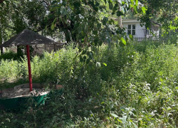 Детей в траве не видно детская площадка утопает в некошеных сорняках в центре Донецка