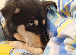 Умирающую под слоем льда собаку спас житель Донецка