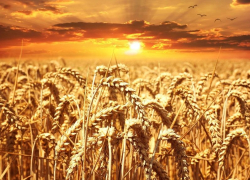 Уровень продовольственной безопасности Республики достигает 70-80%, но есть и культуры-аутсайдеры