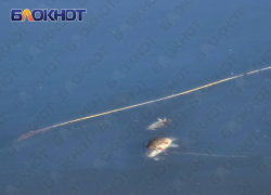 Массовый мор рыбы произошел в водоёме Пролетарского района Донецка 