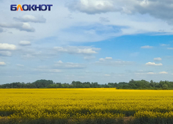 В ДНР посеют редкую для Донбасса культуру