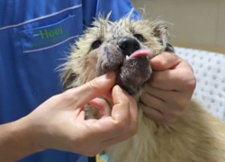 Донецкие волонтеры спаси собаку с отрубленной челюстью