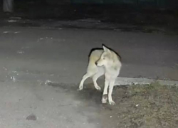 Хромого волка обнаружили на Гладковке в Донецке, его заберут волонтеры в приют