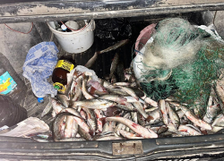 За вылов рыбы в нацпарке «Меотида» житель Новоазовска может сесть на 5 лет