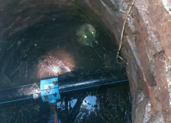 В Петровском районе Донецка сотрудники МЧС спасли собаку