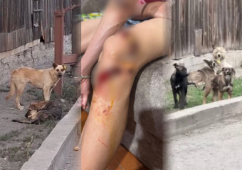  Стая из 23 собак едва не загрызла мальчика в Макеевке: подробности