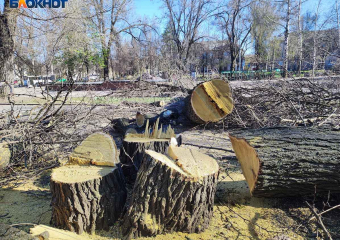 В сквере возле управы Киевского района Донецка сносят деревья ради «реконструкции»: паспорта объекта нет