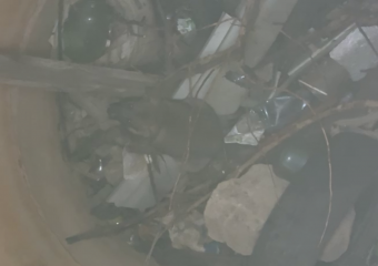 МЧС отказалось выезжать на спасение упавшей в 10-метровую яму собаки в Донецке