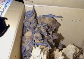 Краснокнижных летучих мышей спасли волонтёры Донецка и Луганска 