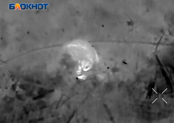 Боевая работа фронтового кота попала на видео российских дроноводов в зоне СВО