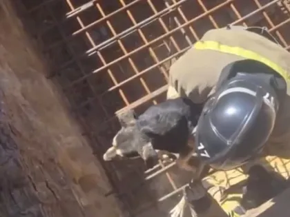 Застрявшую между арматурой в 10-метровой яме собаку спасли в Макеевке