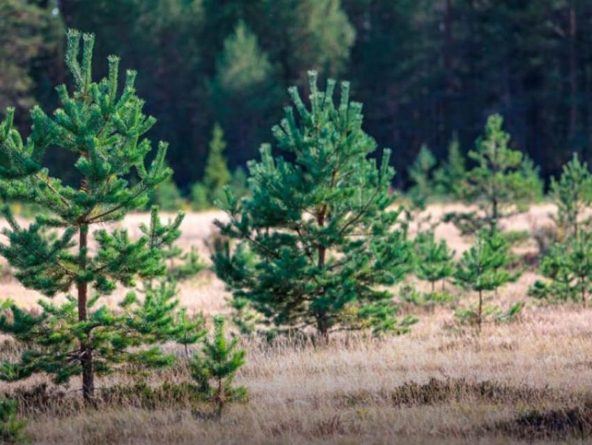 В ДНР и других новых регионах впервые проведут лесоустройство на площади более 600 тысяч гектаров 