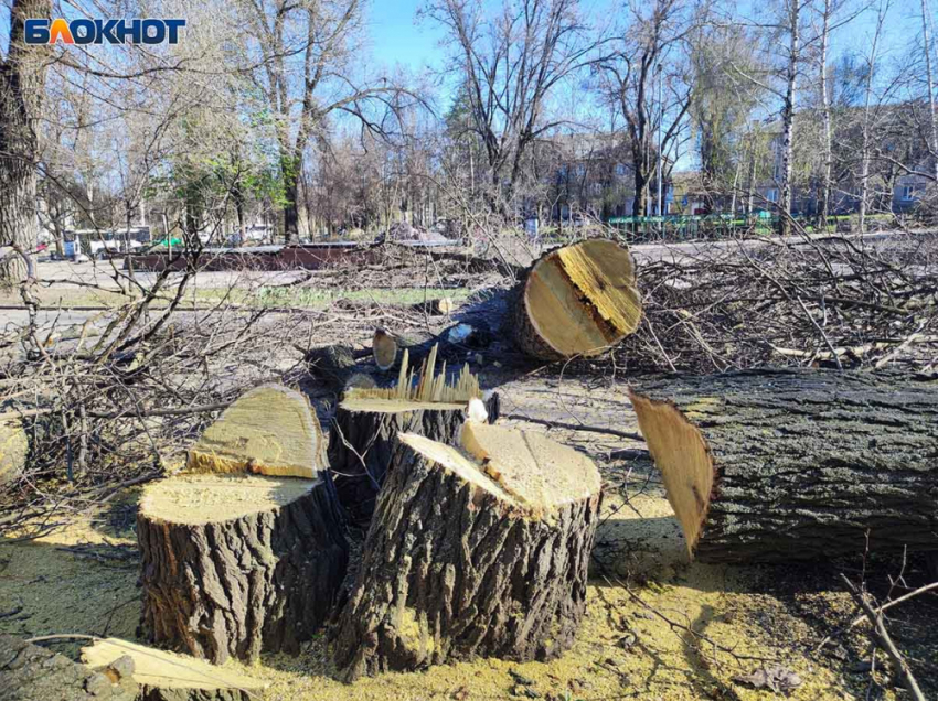 В сквере возле управы Киевского района Донецка сносят деревья ради «реконструкции»: паспорта объекта нет