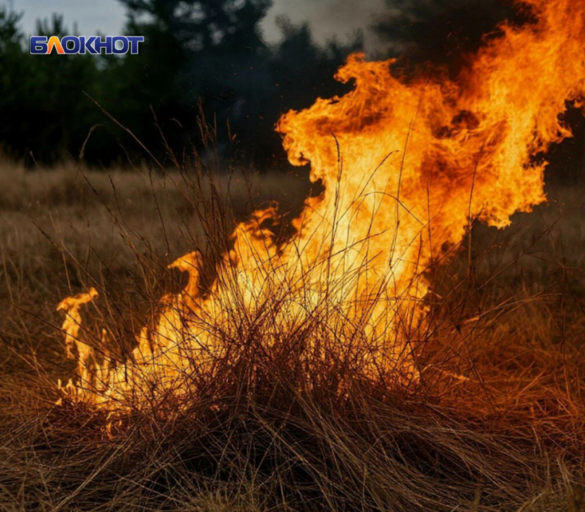 Спички прочь: в ДНР выросли штрафы за пал сухой травы в пожароопасный сезон
