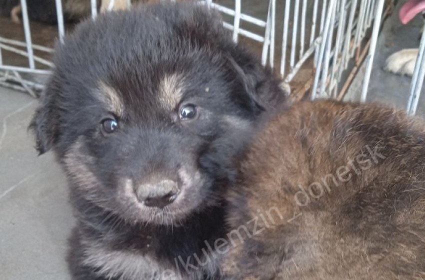 За неделю в Донецке отловили 106 бездомных собак